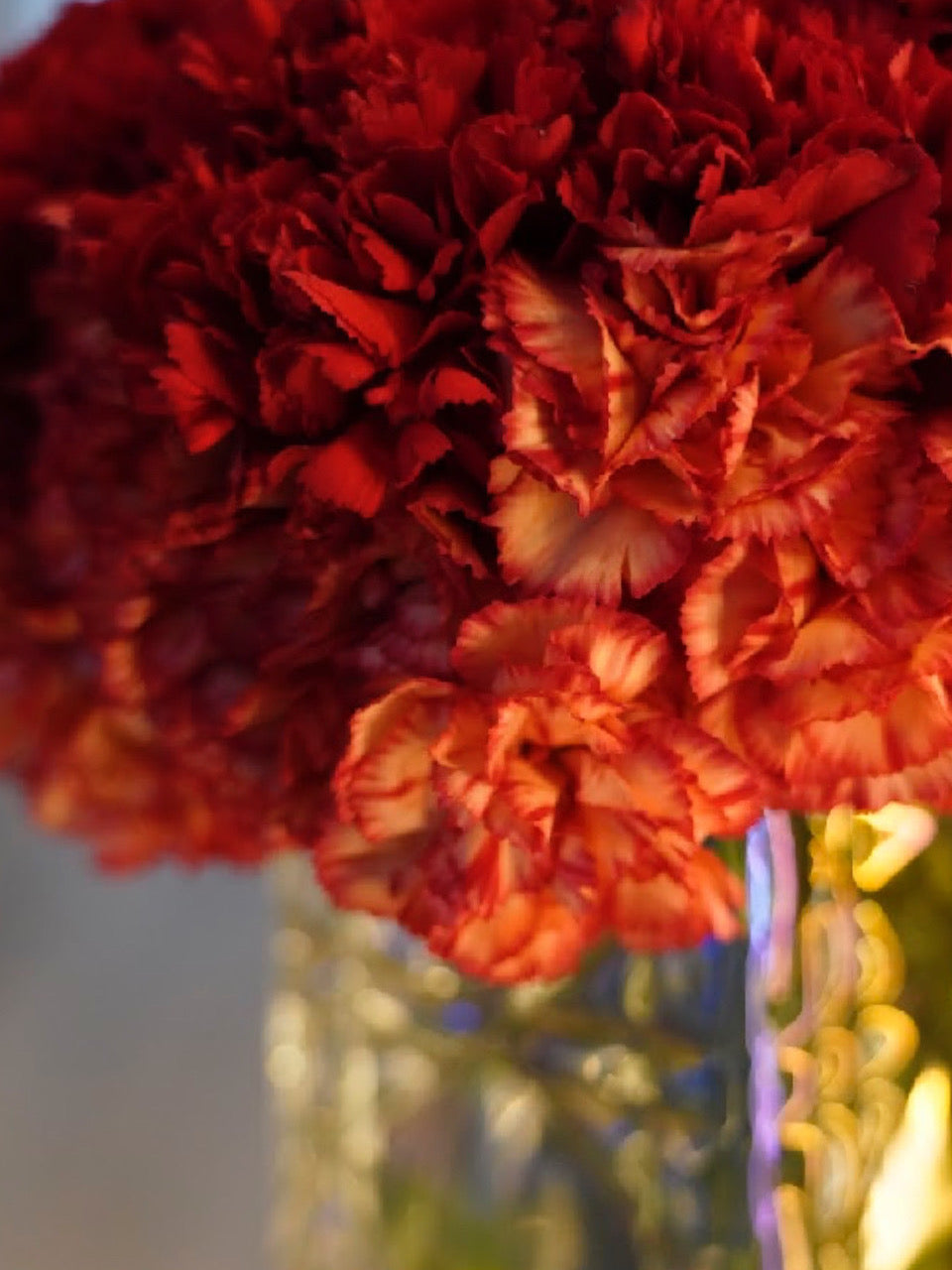 Orange & Red Collection